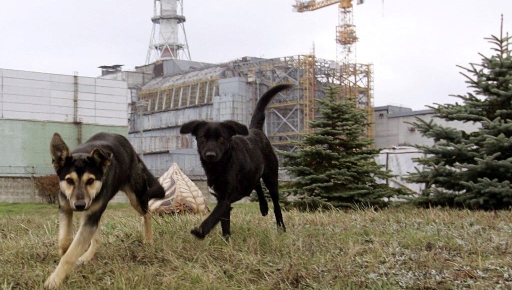 Çernobil'in Köpekleri: Mutasyona Uğrayarak Süper Güç Edindiler!