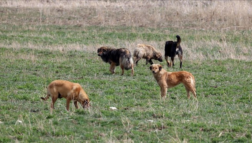 Ankara Valiliği'nden sert mesaj: Sahipsiz köpekler için 71 bin lira ceza uygulanacak!