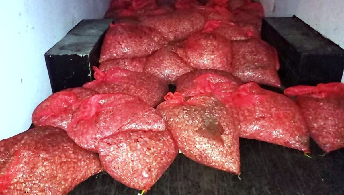 Samsun'da Dev Operasyon: 1,5 Ton Kaçak Midye Yakalandı!