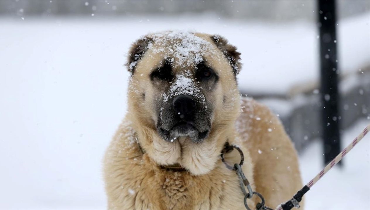 Dünyanın Çene Gücüyle Öne Çıkan Köpekleri: Türk Kangal Hangi Sıra?