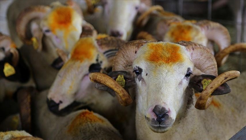 Kurban Bayramı'nda Kesim Zamanı: Ne Zaman Başlıyor ve Bitiyor?