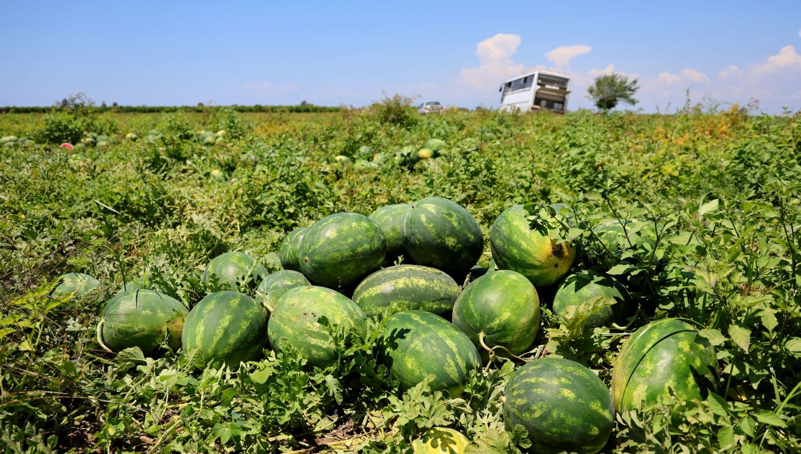 Tarlada Fiyatta Düşüş: Kilo 9-10 Liraya İnmişken Hasat Hızla Devam Ediyor!