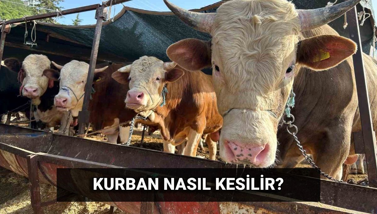 Kurban Kesimi: Dikkat Edilmesi Gereken Önemli Noktalar!