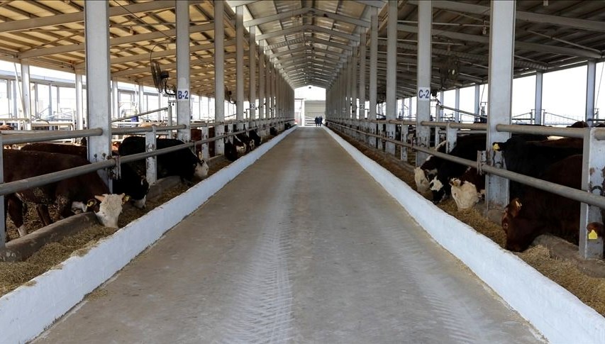 Hakkari'de Şap Hastalığı Üzerine Gelen Kurban Kesimi Açıklaması