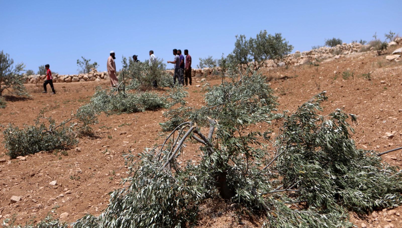 İsrail, Batı Şeria'da Zeytin Ağaçlarına İhtişamla Veda Ettiriyor: Filistin Topraklarında Yeni Gelişmeler