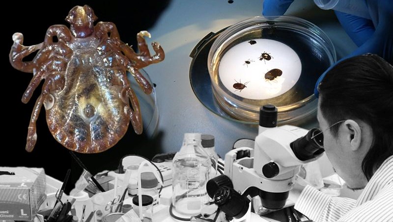 Türkiye'de Alarm Zilleri Çalıyor: Yeni Kene Türü 30'dan Fazla Hastalık Taşıyor!