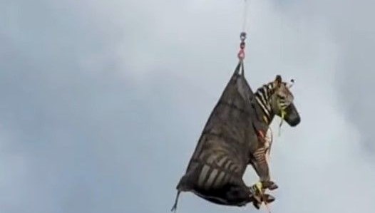 Firari Zebra: Bir Haftalık Kaçış Sonrası Ele Geçirildi!