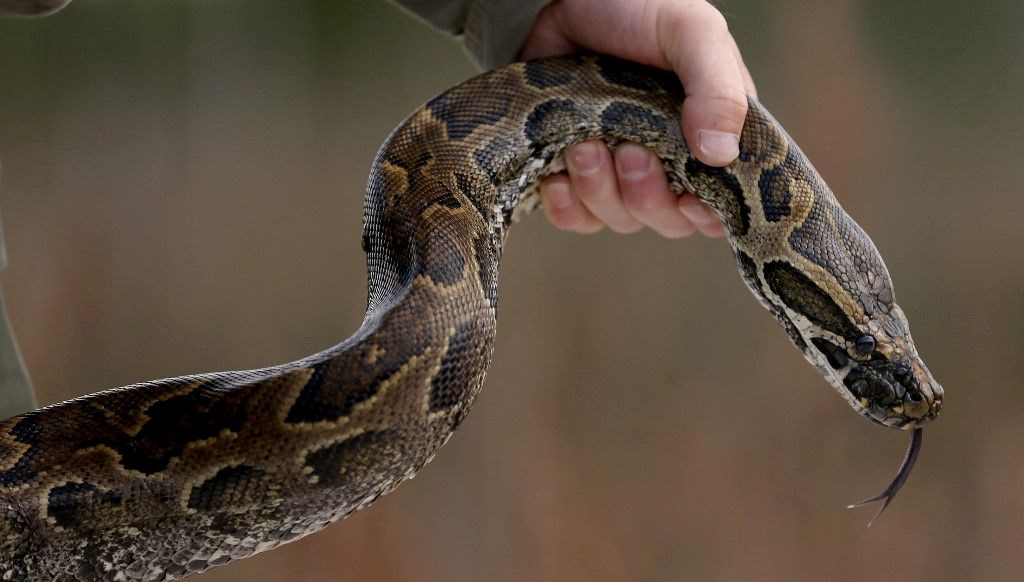 Florida'da Yılan Avı: On Binlerce Piton Tespit Edildi!