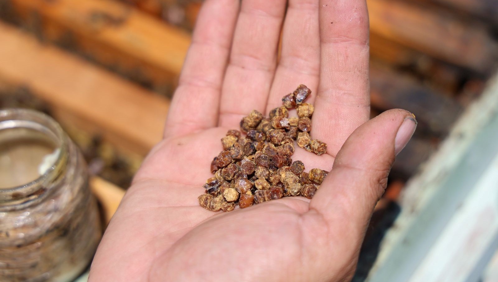Bir Zamanlar Çöpe Gidiyordu, Şimdi Kilosu 3 Bin TL: Protein Deposu!