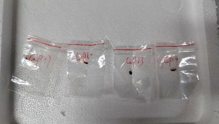 Zehirli Mantarlara Darbe: Yayılmadan Ele Geçirildiler!