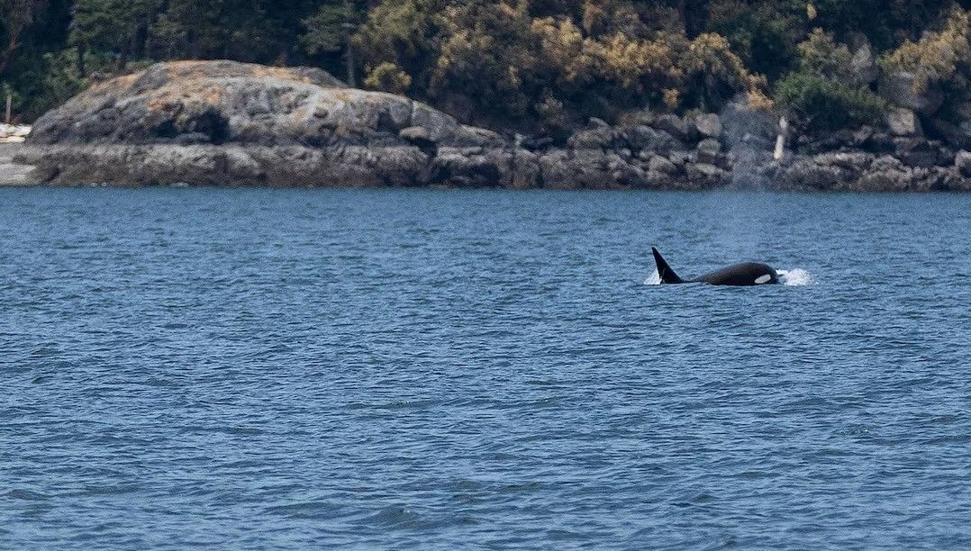 Katil Balinalarda Şaşırtan Davranış: Alet Kullanarak Birbirlerini Kaşıyorlar!