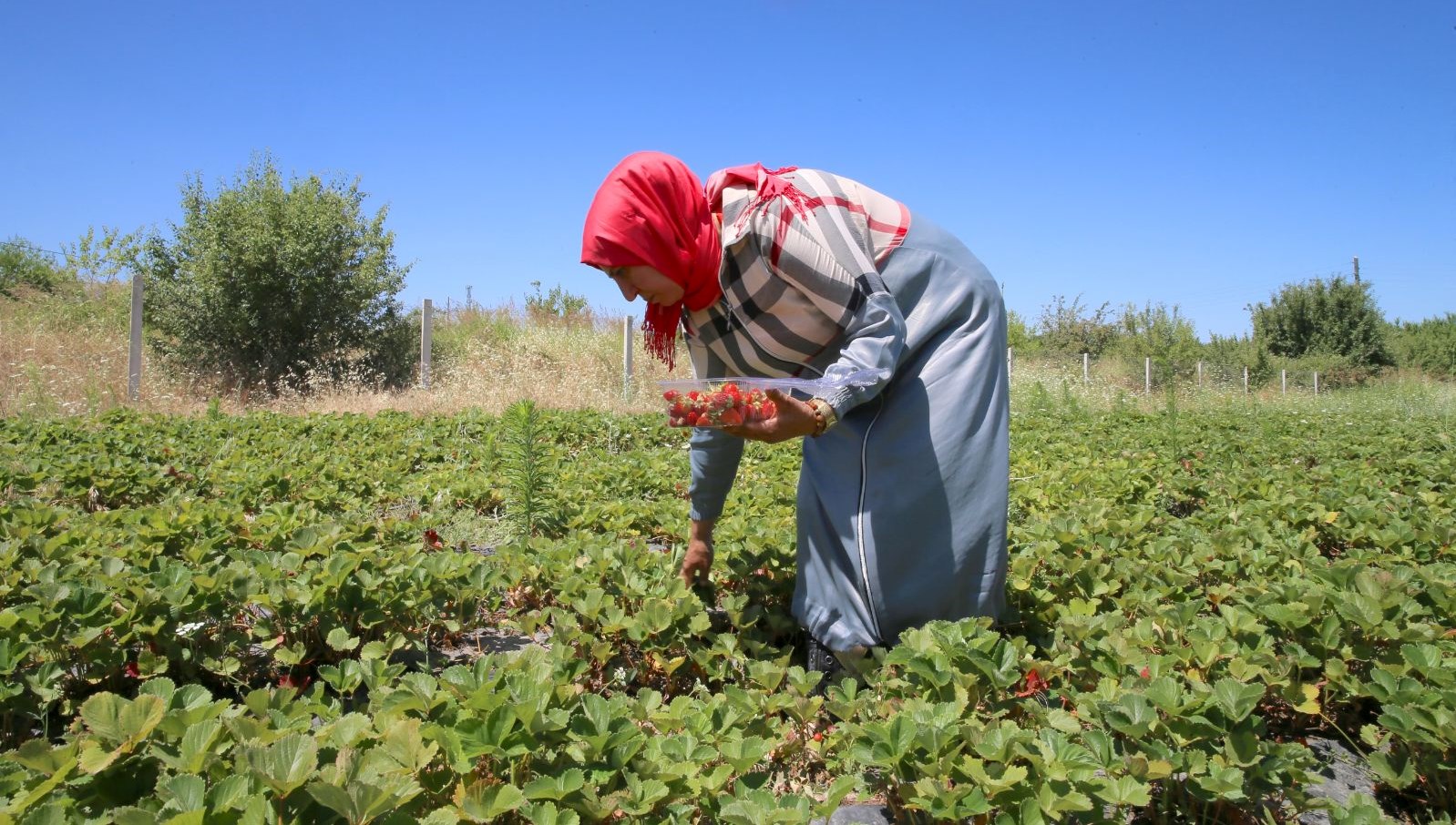 Kayısının Yerini Alan Yeni Ürün: Sipariş Yağmuru Başladı!