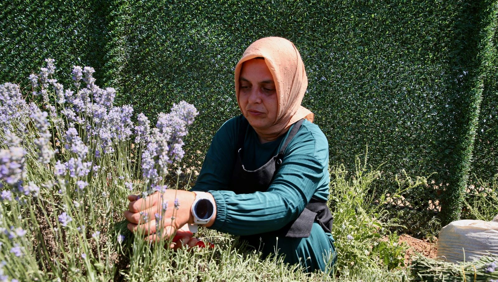 Lavanta Bahçesi: Köydeki Kadınlar ve Öğrenciler için Yeni Bir Gelir Kaynağı!