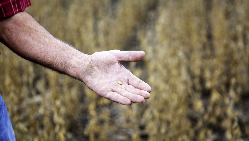 AB'den Çarpıcı Karar: Genetiği Değiştirilmiş Soya Fasulyasına Onay Verildi!