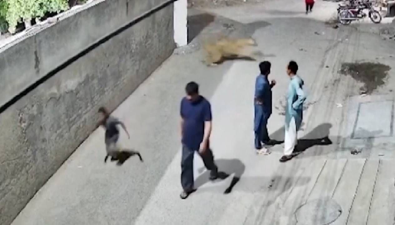 Kaçak Aslan, Pakistan'da Korku Saçıyor!