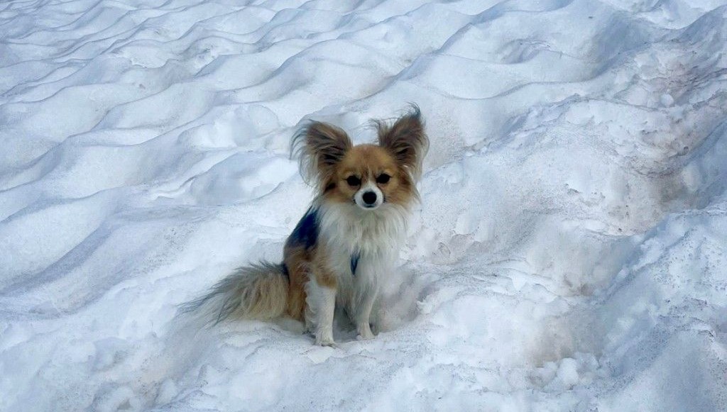 Kahraman köpek, buzul yarığından düşen sahibini kurtardı!