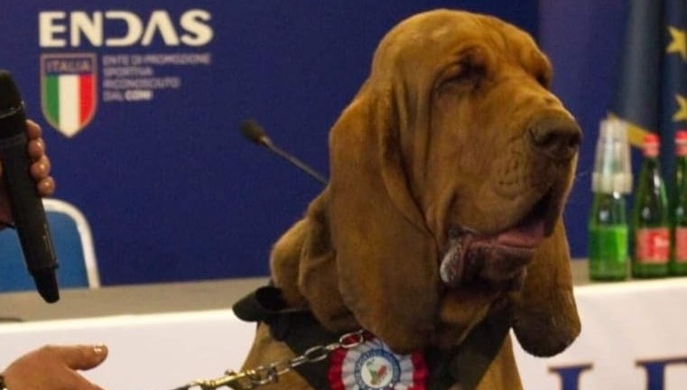 Köpeklerin kahramanına acı final: Sırtında çivili sosisle vuruldu!