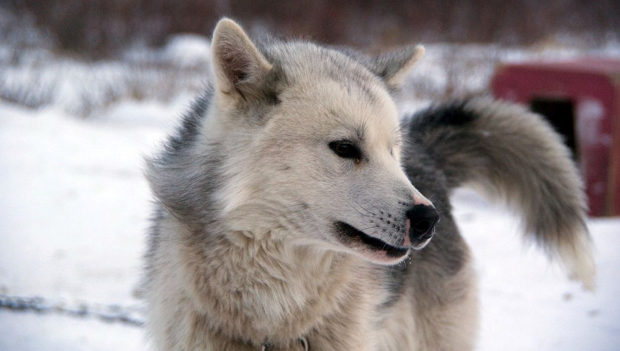 Dünyanın En Eski Evcil Köpeği: 9,500 Yıllık Tarihi Keşif!