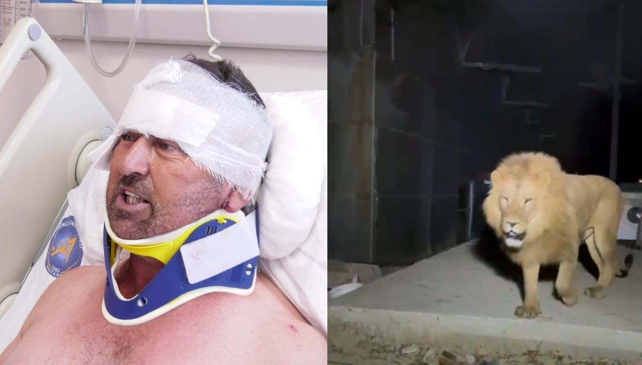 Antalya'da Aslan Saldırısına Uğrayan Çiftçi Hastaneden Taburcu Oldu: