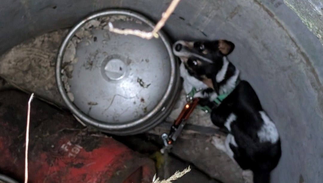 Kuyunun Derinliklerinden Gelen Umut: 11 Gün Sonra Kurtarılan Köpek
