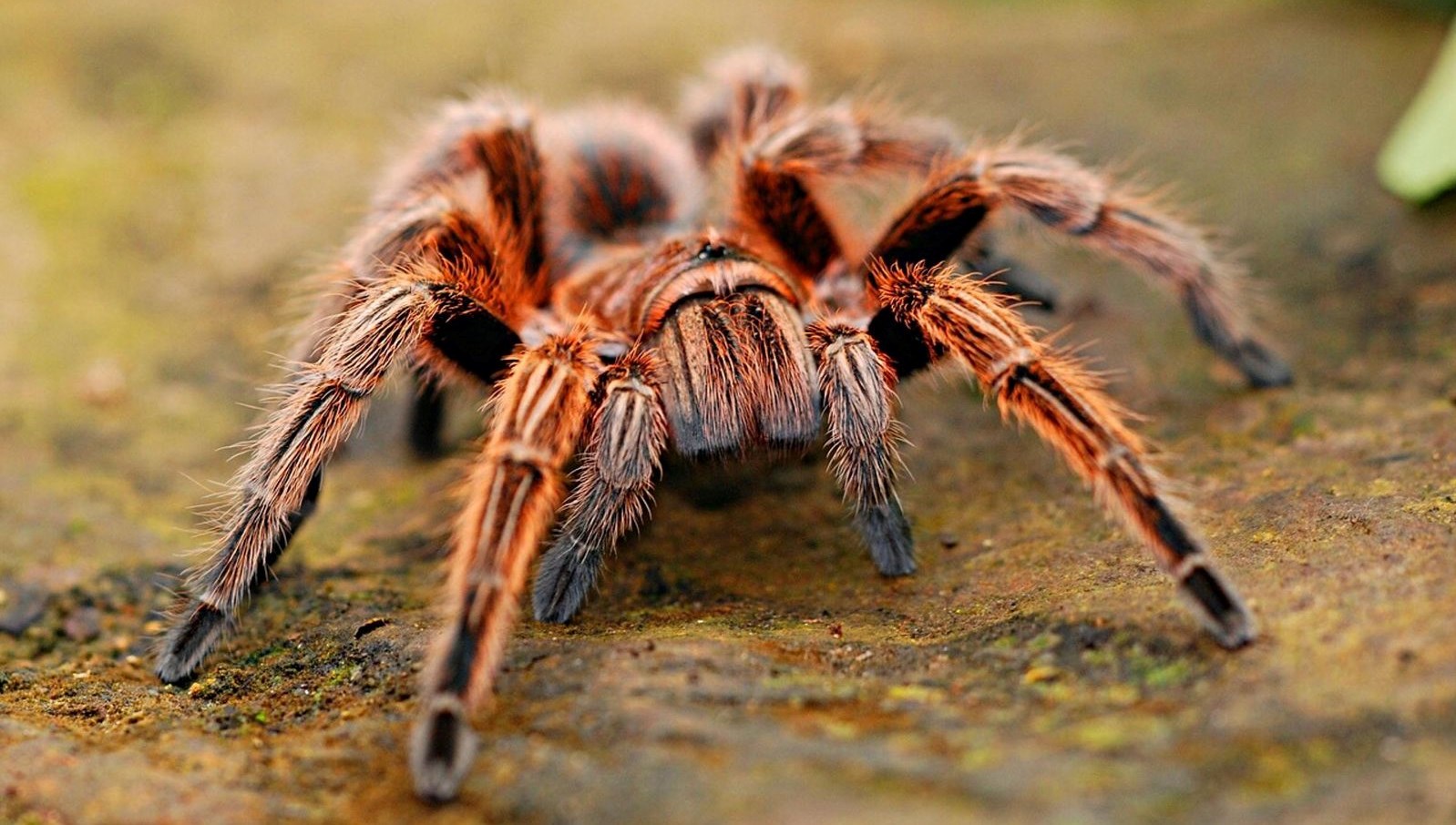 Kurabiye Kutusunda Beklenmedik Misafir: 1500 Tarantula!