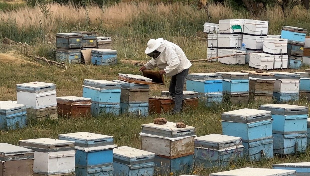 Cilo Dağı'ndan Doğa Mucizesi: 3 Ton Bal Üretimi Geliyor!