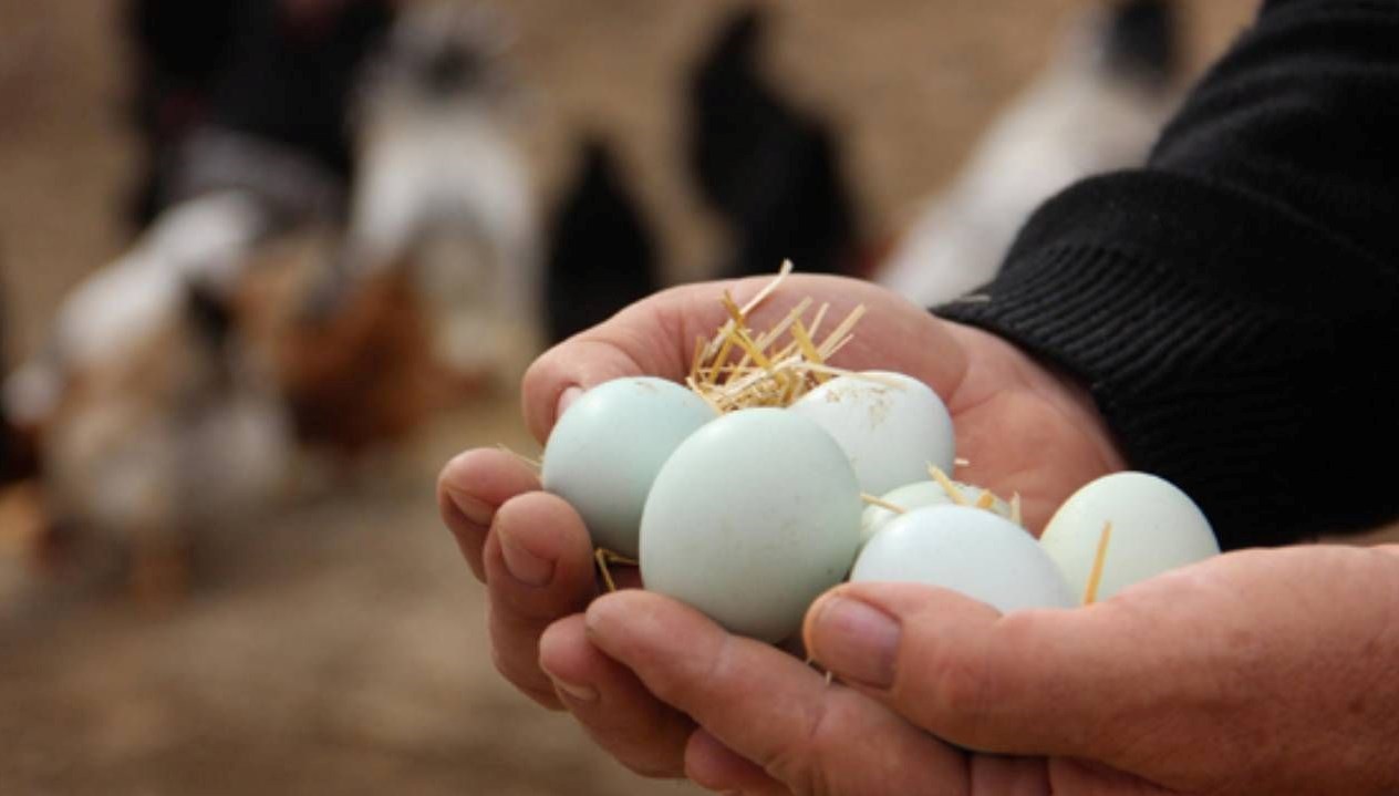 Yumurta Pazarında Devrim: Yeni Düzenlemelerle Farklı Bir Dönem Başlıyor!
