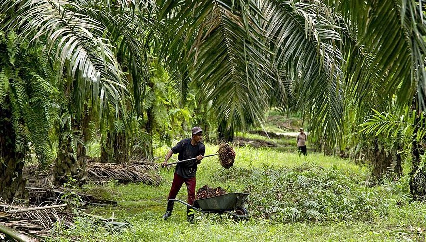 Palm Yağındaki Düşüş: Pazar Eğilimleri Değişiyor!