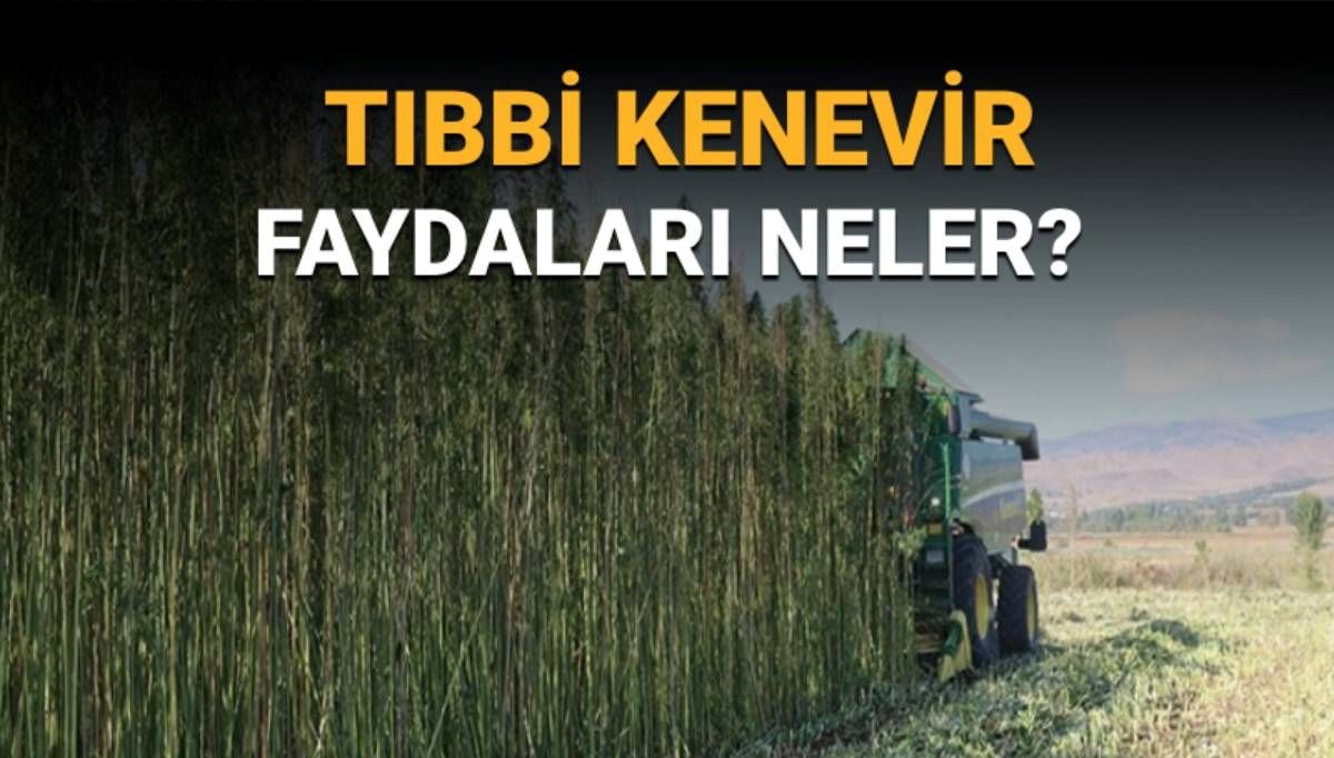 Eczanelerde artık erişilebilir: Tıbbi kenevirin gizemleri ve sağlık yararları neler?