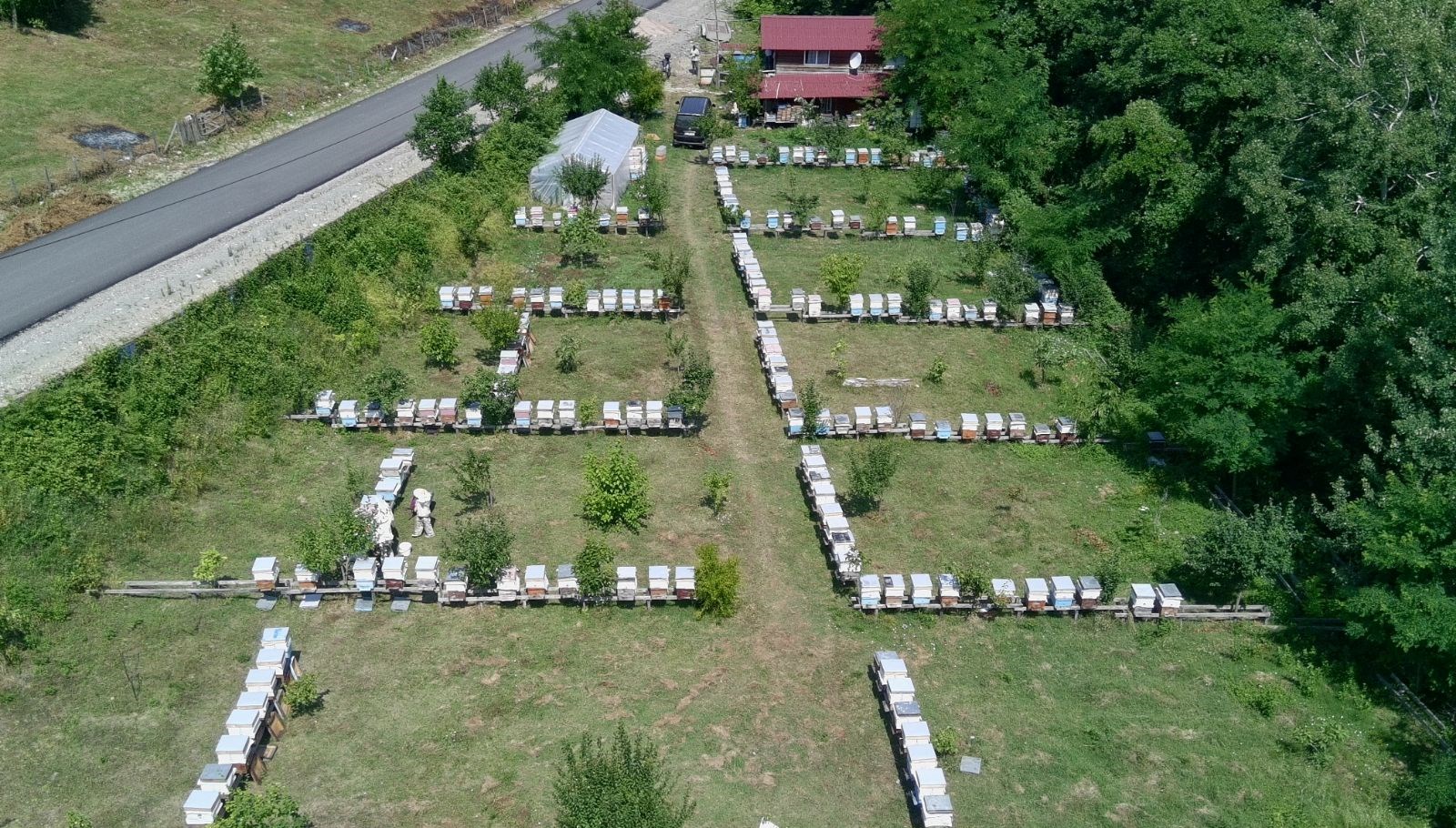 Tescilli Sinop Kestane Balı Hasat Sezonunu Tamamladı!