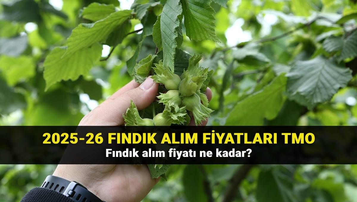 Fındık Alım Fiyatlarında Son Durum: TMO 2025-2026 Güncel Ücretler ve İşçi Yevmiyesi Ne Kadar?