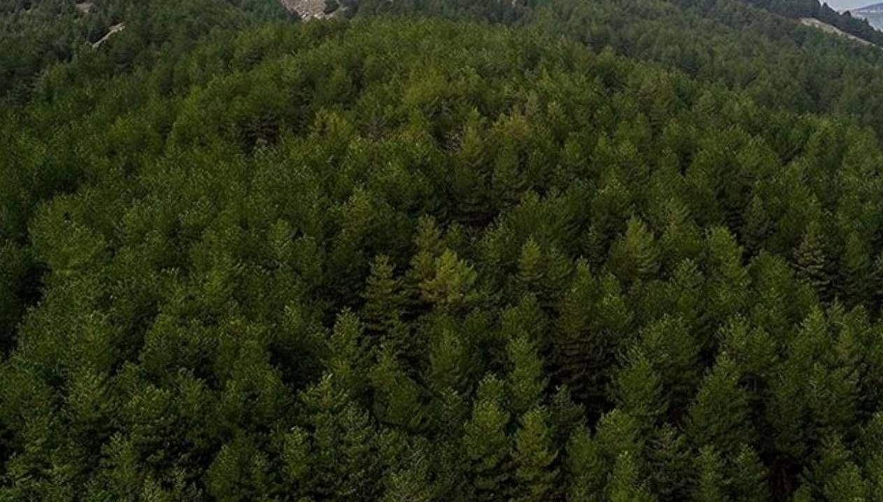 Şırnak Ormanlarına Ziyaret Artık Yasak!