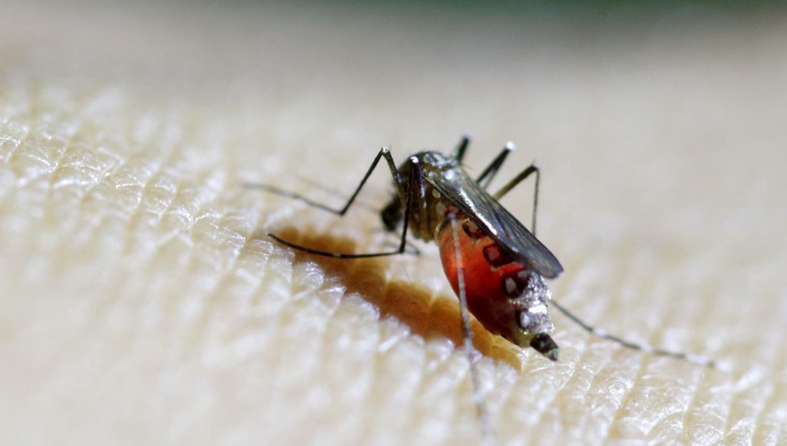 DSÖ'den Şok Uyarı: Chikungunya Virüsü Tehlikeli Bir Şekilde Yayılıyor!