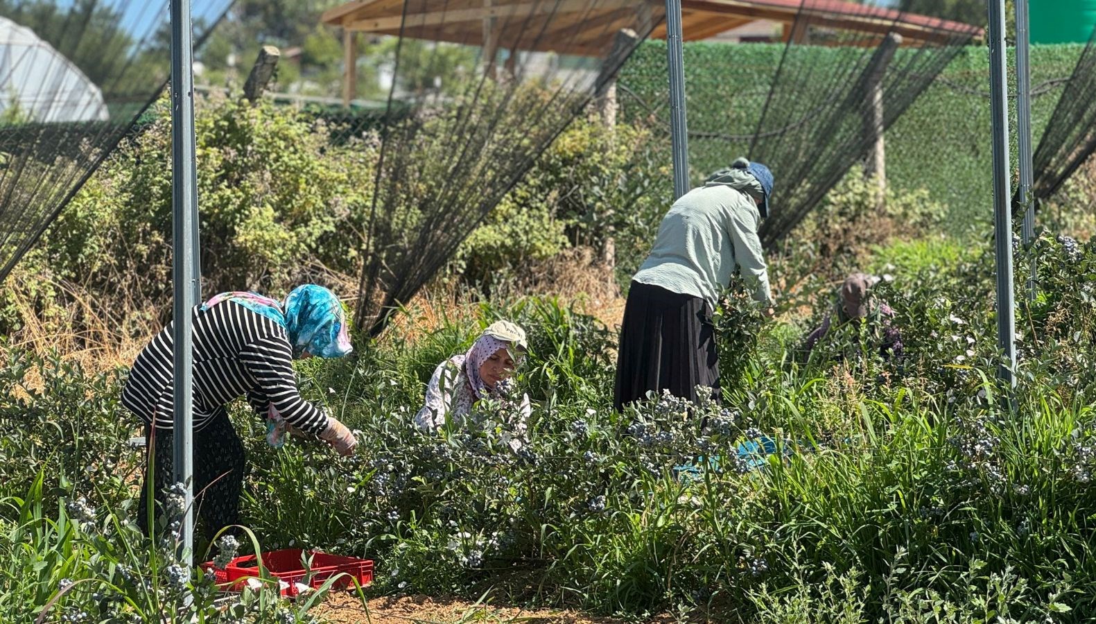 Yıllar Geçse de Verimi Arttı: 20'den Fazla Ülkeye İhracat Rüzgarı Estiriyor!