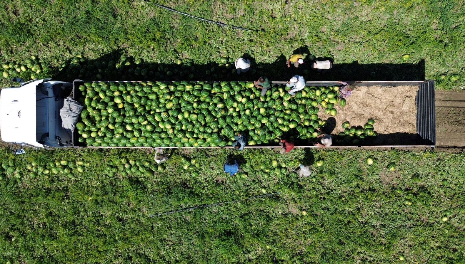 Bafra Ovası'ndan 94 bin 500 ton karpuz hasadı müjdesi!