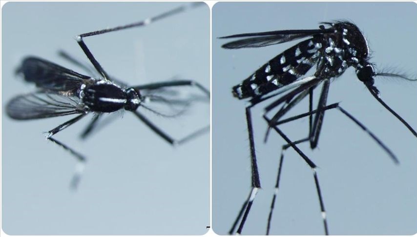 Chikungunya Virüsü Hakkında Bilmeniz Gerekenler: Görüldüğü Ülkeler ve Belirtileri nelerdir?