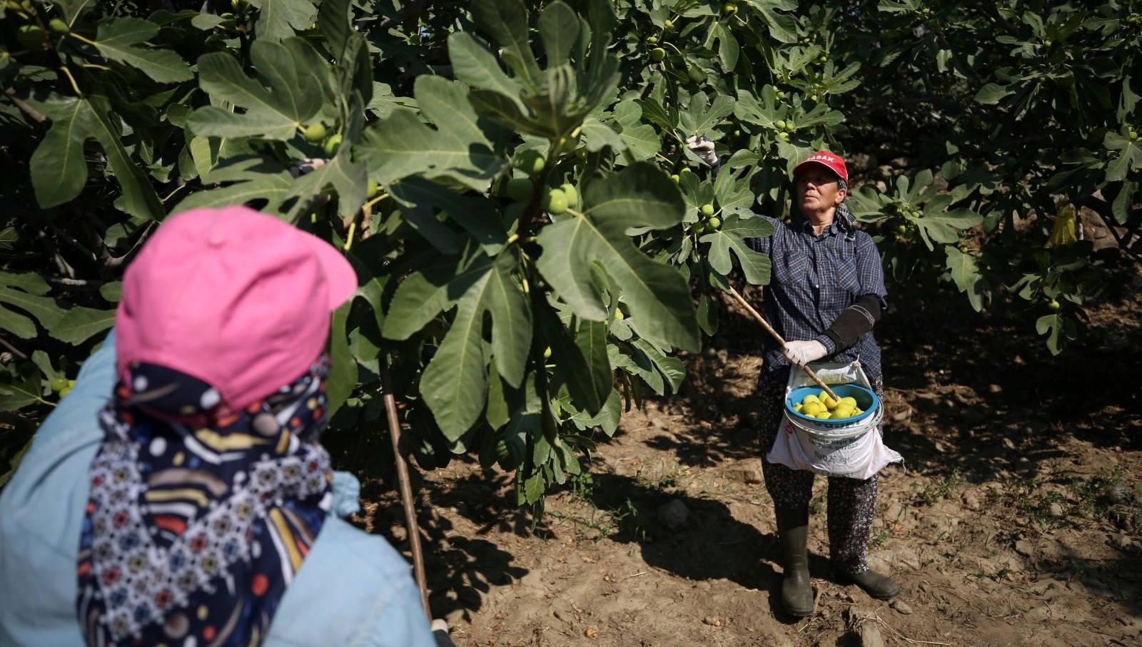 Sıcakların Kollarında Hasat: Sabah Ezanıyla Başlayan Çabalar