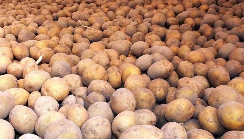 Patatesin Gizemi Ortaya Çıktı: Atalarından Gelen Beklenmedik Bir İlgili!