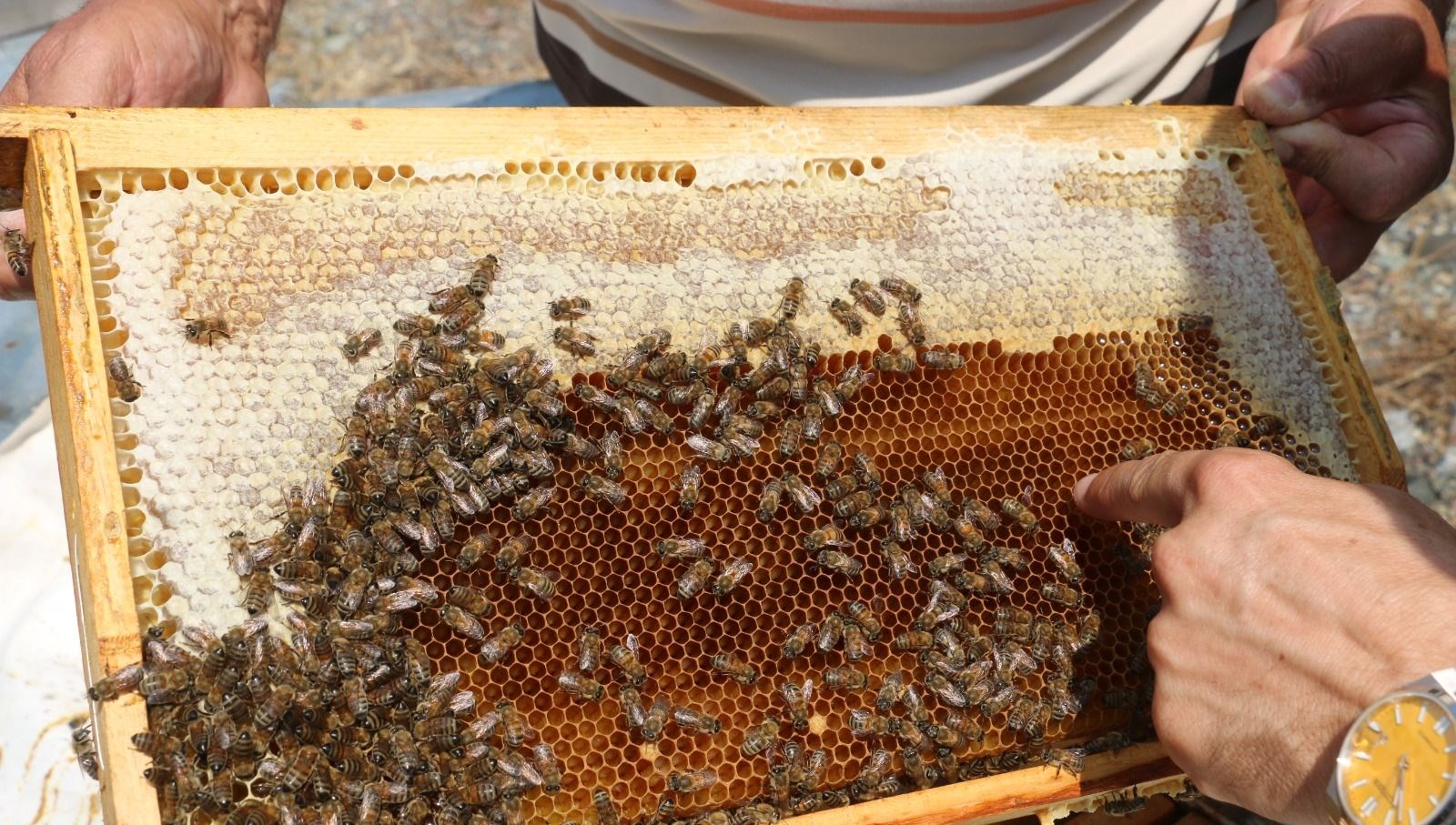 Erzincan'da Eşsiz Geven Balı Hasadı Zamanı Geldi!