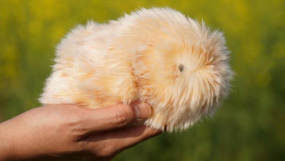 Japonya'nın Robot Pet Tutkusu: