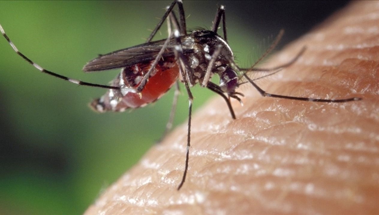 Chikungunya Virüsü: Bulaşma Yolları ve Türkiye'ye Geliş İhtimali