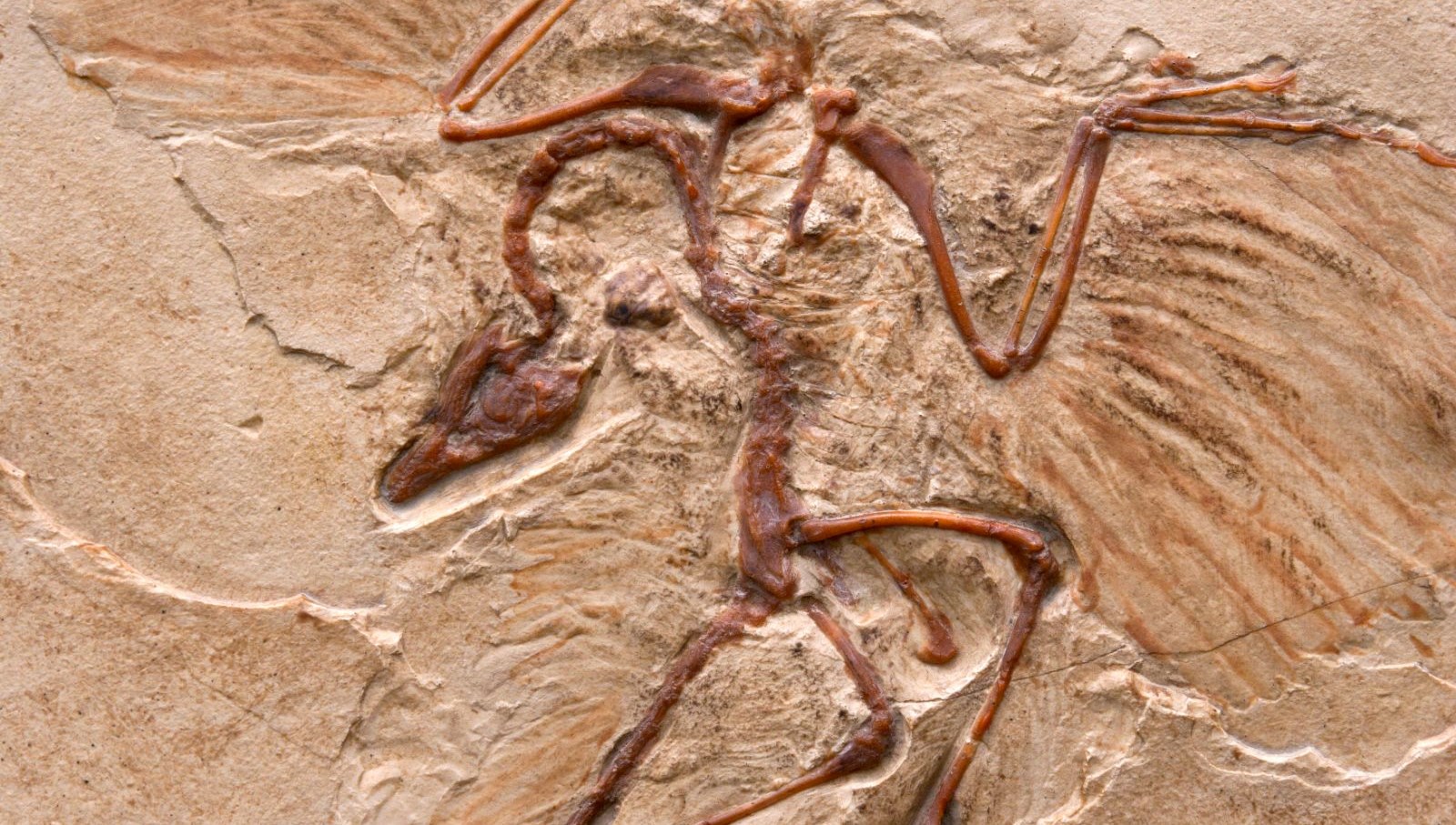 Çin'de Tarihin Derinliklerinden Gelen Yeni Bir Dinozor Türü Ortaya Çıktı!