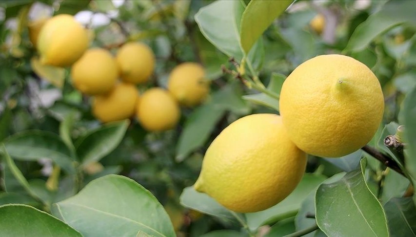 Limonun Fiyatı Artık Yüksek: Paralar Çantadan Uçuyor!