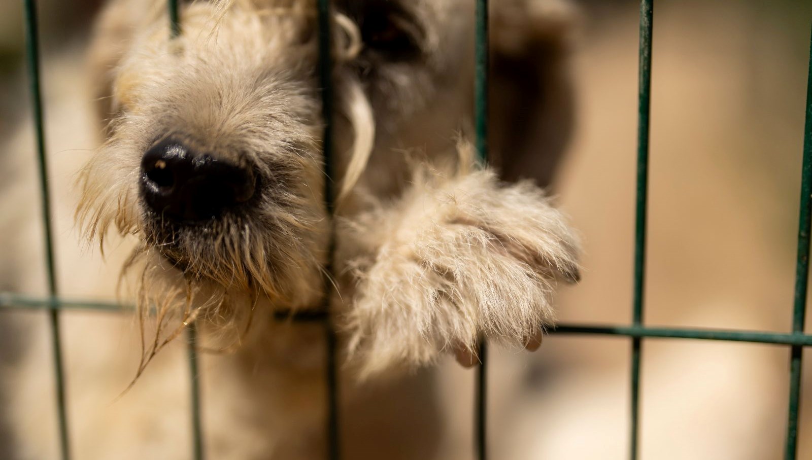 Tek bir imzayla 60 bin köpeğin şehri terk etmesine izin verildi!