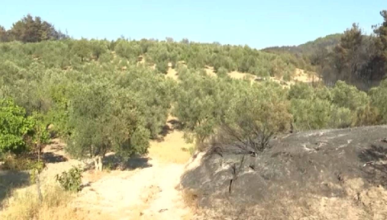 Çanakkale'de Hayret Verici Manzara: Yangın Buraları Kılpayı Atlattı!