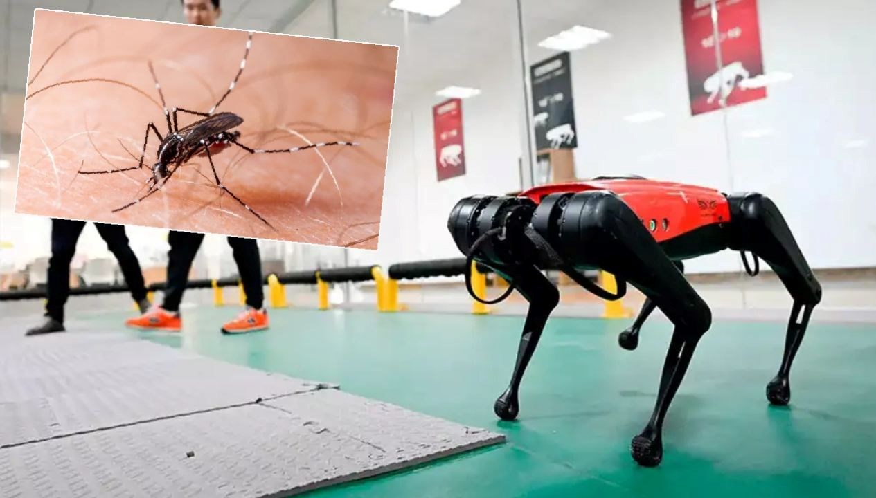 Hong Kong'da Chikungunya Savaşında Yenilik: Robot Köpeklerden Destek!