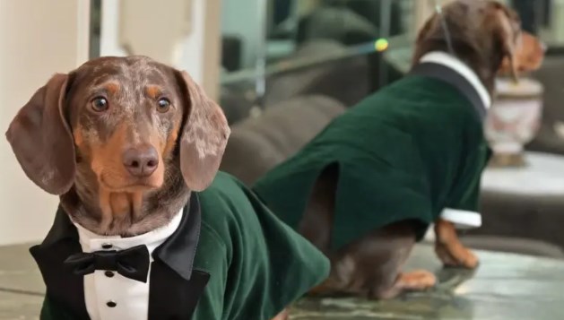 Köpekler, İnsan Duygularını Tahmin Etme Yeteneğine Sahip!