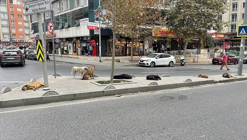 İstanbul Valiliği'nden 39 İlçeye Sokak Hayvanları İçin Önemli Talimat!