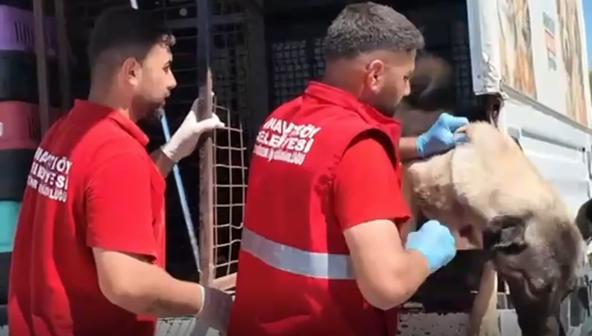 Sahipsiz Hayvanlar İçin Yeni Bir Adım: Valilik Eyleme Geçti!