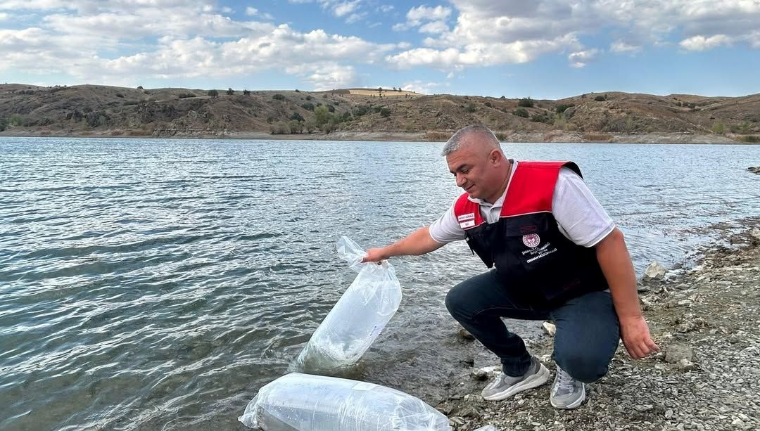 Çankırı'da Su Ekosistemine 626 Bin Sazan Yavrusunun Tohumu Atıldı!
